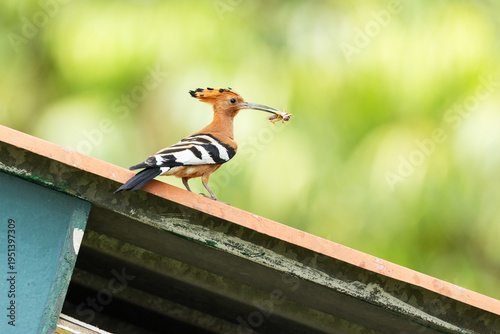Closeup of an African hoopoe standing on a roof with food that it has brought to chicks in a garden in Maun, Botswana