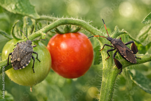 Stink Bug and Leaf Footed Bug on Tomato Plant
