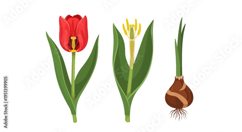 Tulip Plant Duo And Bulb Close Up. Vector Illustrations. EPS Editable