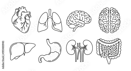 Detailed line art vector icons of human internal organs. Useful collection for medical education, healthcare projects, and scientific biology presentations