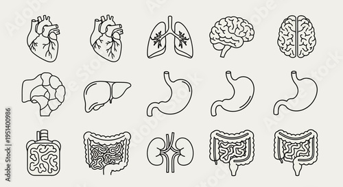 Clean outline illustrations of vital human internal organs like heart, lungs, brain, digestive system, and kidneys, ideal for medical education, biological diagrams, and healthcare design