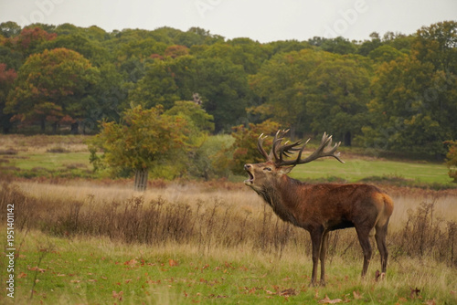 Photos Red deer stag roaring during rut in autumn landscape, England