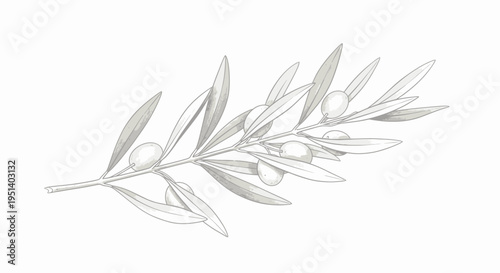 Delicate Olive Branch with Olives and Leaves, Botanical Illustration, Minimalist Style