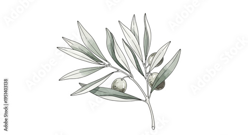 Watercolor Olive Branch with Single Olive Fruit on White Background