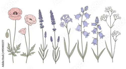 Hand-drawn botanical illustration of various wildflowers