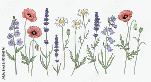 Watercolor Wildflowers: Poppies, Lavender, Daisies, Bellflowers, Delphiniums