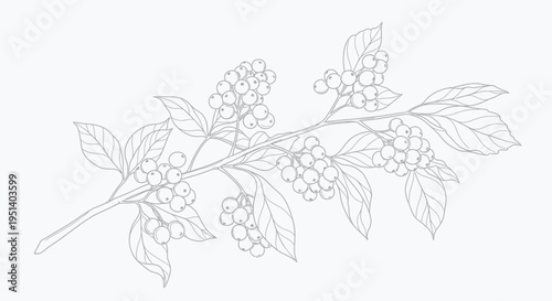 Botanical Illustration of Berry Branch with Leaves, Line Art Drawing