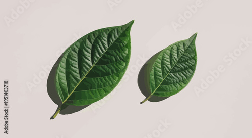 Two Green Leaves with Shadows on a Light Background