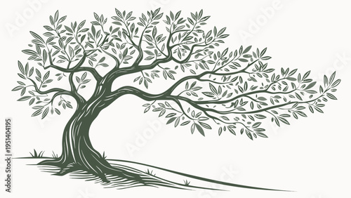 Mediterranean Olive Tree