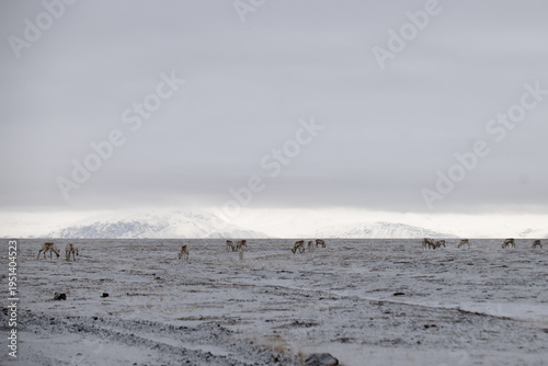 Icelandic reindeers next to the road 