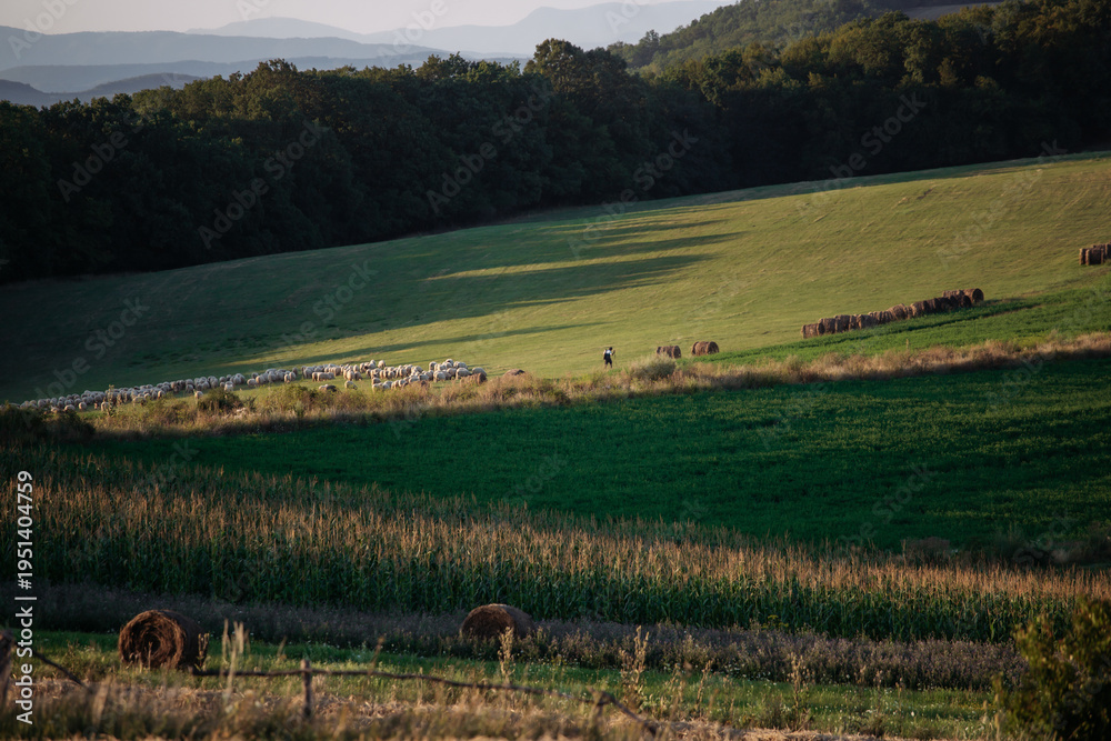 Obraz premium Summer rural landscape