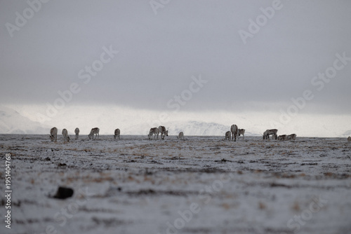 Reindeer in the snow in Iceland, with the mountains on the background