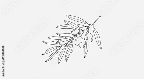 Minimalist Olive Branch Drawing - Hand-Drawn Vector Art