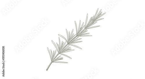 Rosemary Sprig Illustration - Hand Drawn Herb Branch Isolated