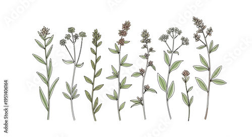 Delicate Hand-Drawn Wildflowers Collection on White Background