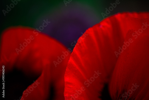 Mohnblume mit Bokeh Close Up