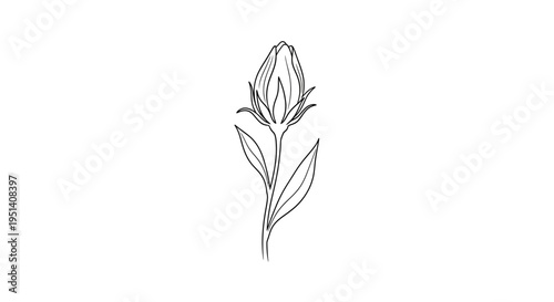 Elegant Line Art Drawing of a Single Flower Bud on White Background