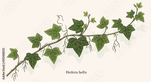 English Ivy Plant Branch with Green Leaves and Aerial Roots - Hedera Helix