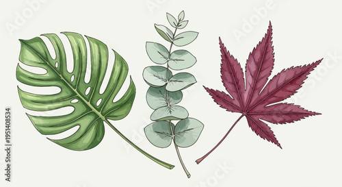 Monstera, Eucalyptus, and Maple Leaves Collection