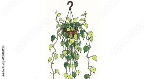 Hanging Pothos Plant with Heart-Shaped Leaves, Indoor Greenery