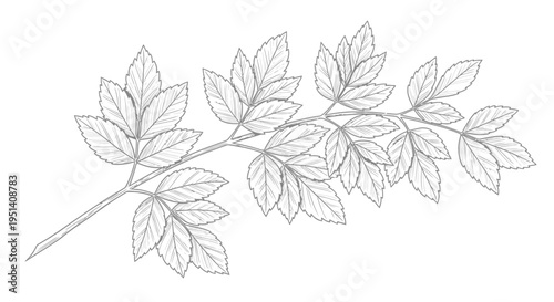 Delicate Ash Tree Branch with Compound Leaves - Line Art Illustration