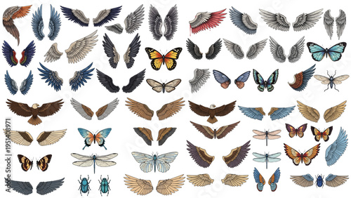 Colorful vector design collection featuring birds, insects, and animals with detailed wings, butterflies, moths, and natural wildlife illustration elements set.
