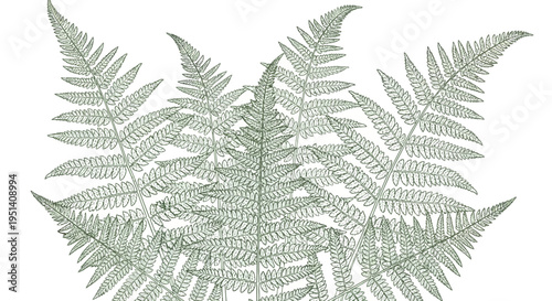 Green Fern Fronds Illustration on White Background