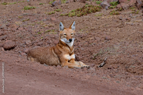 An endangered Ethiopian Wolf lies next to the roadside on top of the Sanetti Plateau in Ethiopia.