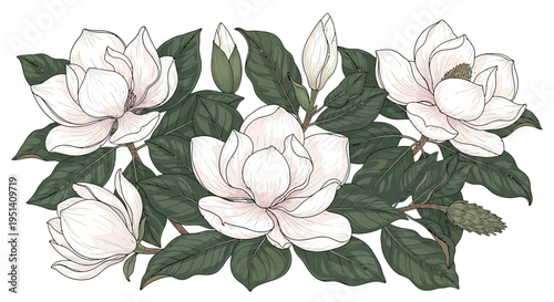 White Magnolia Flowers and Leaves Illustration - Elegant Botanical Art