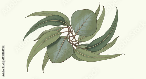 Eucalyptus Leaves Branch, Green Foliage, Nature Pattern