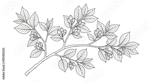 Delicate Branch with Leaves and Buds - Botanical Illustration