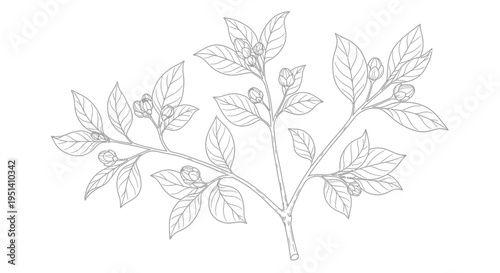 Botanical Illustration of Tea Plant Branch with Leaves and Buds, Line Art