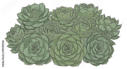 Group of Succulent Plants, Echeveria, Hand-Drawn Illustration, Botanical Art