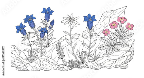 Alpine Flowers: Gentian, Edelweiss, and Pink Flowers on Rocky Mountain Slopes