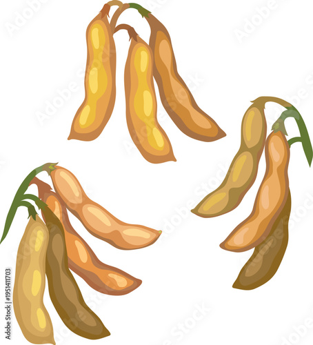 Mature soybean pods (Glycine max) isolated on white. Set of yellowed soy pods