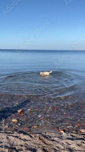 Golden Labrador joyfully splashing in shallow clear water while carrying a stick on sunny pebble beach under bright blue sky, ideal for pet brands, travel campaigns, or summer lifestyle content