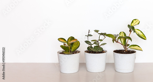 Foto Three species of ornamental houseplants Hooya (Lat