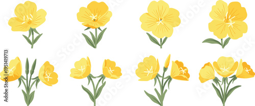 Fényképezés Evening primrose flower vector collection