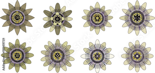 Passion flower close-up set. Detailed passiflora blossoms with radial filaments in soft vintage tones. Botanical tropical floral vector illustration isolated.