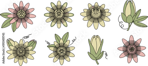 Photos Passion flower botanical set