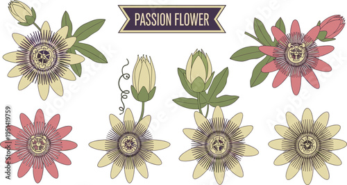 Passion flower vintage set. Exotic passiflora blooms, buds and leaves in soft retro colors. Botanical tropical floral vector illustration isolated.