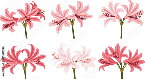 Nerine flower set collection. Elegant pink blossoms with long curved petals. Botanical floral elements for garden, decorative vector illustration isolated.