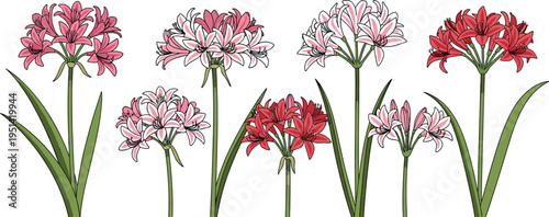 Nerine flower collection set. Elegant pink and red blossoms with long leaves. Botanical garden floral elements, decorative vector illustration isolated.