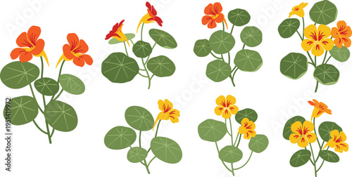 Nasturtium flower collection set. Bright orange and yellow blossoms with round green leaves. Botanical garden plant, decorative floral vector illustration isolated.
