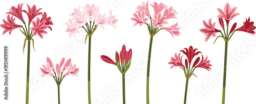 Nerine flower collection set. Elegant pink and red blossoms on tall stems. Botanical garden floral elements, decorative vector illustration isolated.