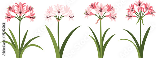 Nerine flower collection set. Elegant pink blossoms with long petals and green leaves. Botanical garden floral vector illustration isolated.