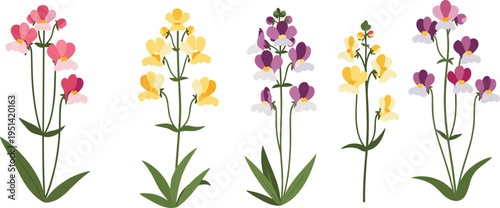 Nemesia flower collection set. Delicate colorful blossoms on slender stems. Botanical garden plants with green leaves, decorative floral vector illustration isolated.