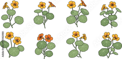 Nasturtium flower set collection. Orange blossoms with round green leaves in various arrangements. Botanical garden plant, decorative floral vector illustration isolated.