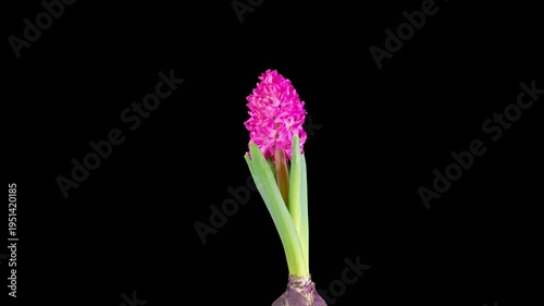 Red Hyacinth Flower Blossoms. Opening Beautiful Red Hyacinth Flower on Black Background. Time Lapse. 4K.