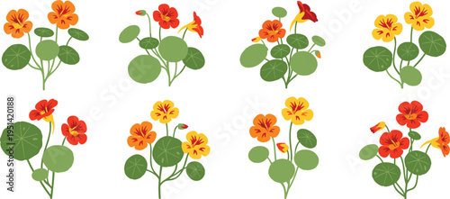 Nasturtium flower collection set. Bright orange and yellow blossoms with round leaves. Botanical garden plant, decorative floral vector illustration isolated.